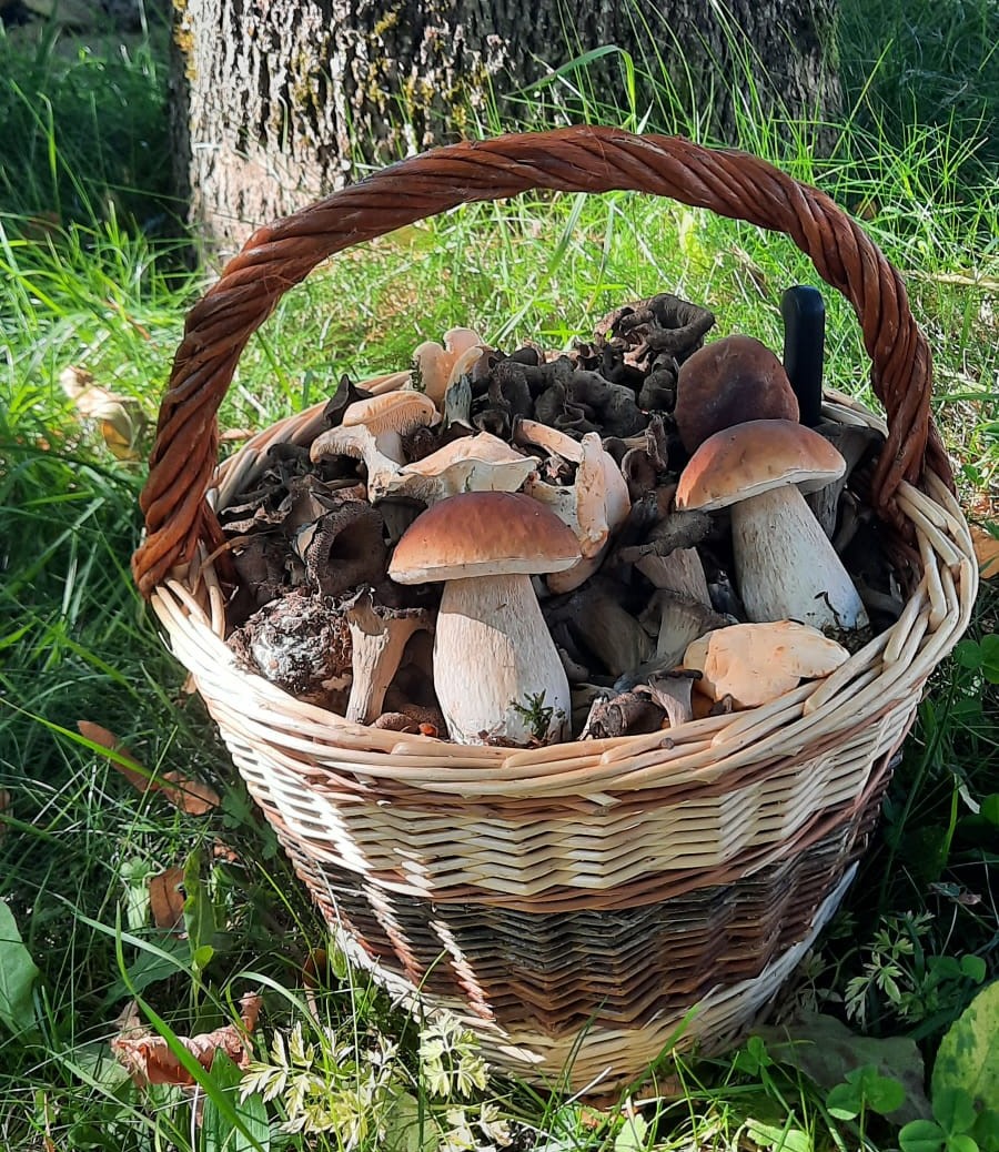 Panier rond de taille moyenne en osier blanc et brut réalisé par Frédérique Roche